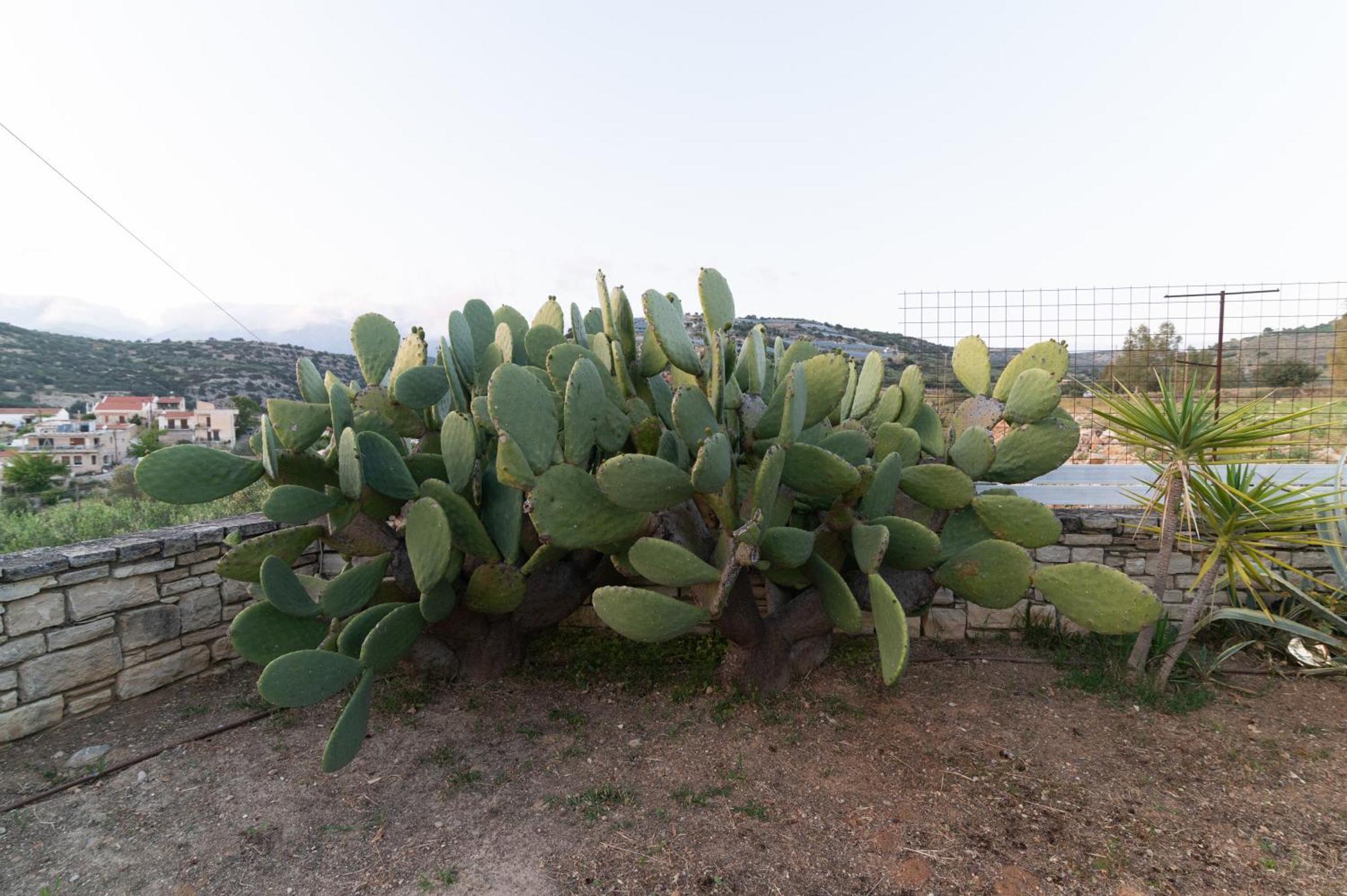 Carob Villa Moírai Esterno foto